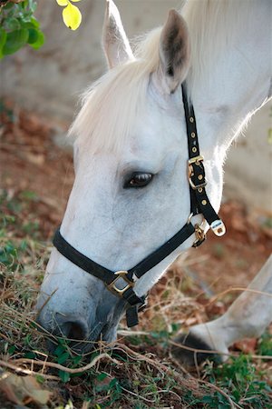 simsearch:644-01437946,k - Closeup of horse eating Foto de stock - Royalty Free Premium, Número: 644-01437948