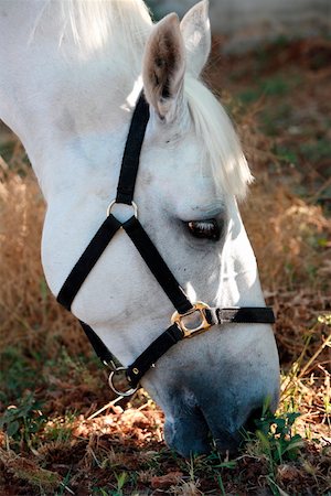 simsearch:644-01437946,k - Closeup of horse eating Foto de stock - Royalty Free Premium, Número: 644-01437949