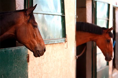 simsearch:614-00602804,k - Deux chevaux dans l'écurie Photographie de stock - Premium Libres de Droits, Code: 644-01437941