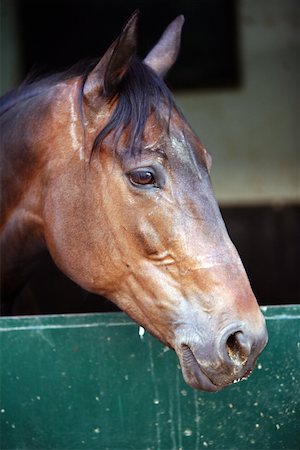 simsearch:859-03037554,k - Closeup of horse Stock Photo - Premium Royalty-Free, Code: 644-01437942