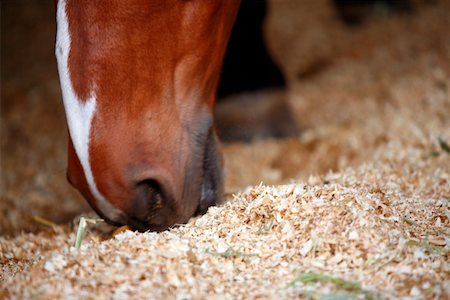 simsearch:644-01437946,k - Closeup of horse eating Foto de stock - Royalty Free Premium, Número: 644-01437943