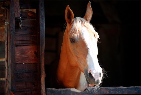 simsearch:644-01437946,k - Closeup of horse Foto de stock - Royalty Free Premium, Número: 644-01437955