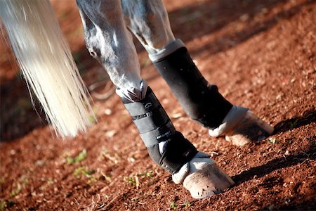 Closeup horse's hooves Stock Photo - Premium Royalty-Free, Code: 644-01437959