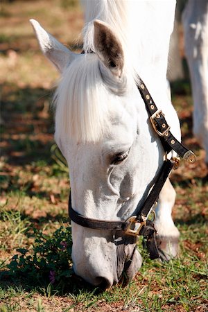 simsearch:644-01437946,k - Closeup of horse eating Foto de stock - Royalty Free Premium, Número: 644-01437951