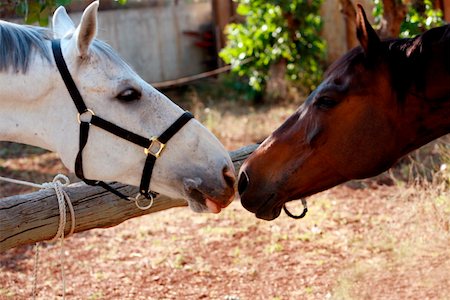 simsearch:644-01437946,k - Two horses nuzzling Foto de stock - Royalty Free Premium, Número: 644-01437953