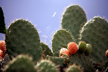 figuier de barbarie - Gros plan de cactus avec des fruits de la figue de barbarie Photographie de stock - Premium Libres de Droits, Code: 644-01437966