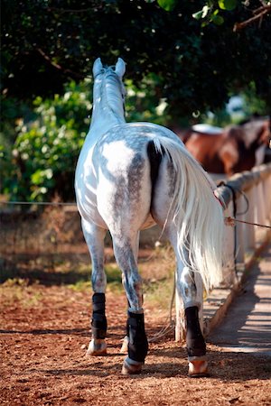 simsearch:644-01437946,k - White horse near stable Foto de stock - Royalty Free Premium, Número: 644-01437960