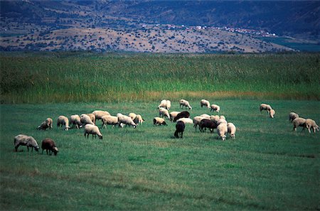 simsearch:644-01630770,k - Sheep grazing in a meadow Stock Photo - Premium Royalty-Free, Code: 644-01630699
