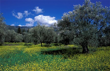 Olive trees in a meadow Stock Photo - Premium Royalty-Free, Code: 644-01630690