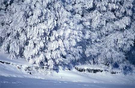simsearch:644-01630791,k - Snow covered arbres Photographie de stock - Premium Libres de Droits, Code: 644-01630719