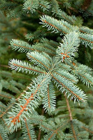 pine branch - Closeup of spruce tree branches Stock Photo - Premium Royalty-Free, Code: 644-01630768