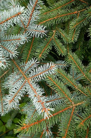 pine branch - Closeup of spruce tree branches Stock Photo - Premium Royalty-Free, Code: 644-01630769