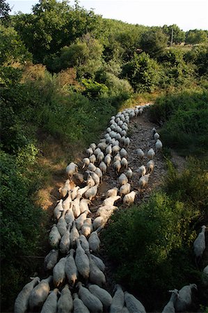 Sheep on a path Stock Photo - Premium Royalty-Free, Code: 644-01630770
