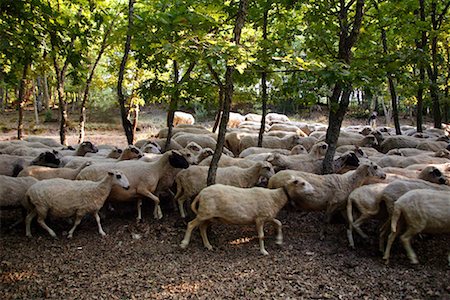 Sheep herd among trees Stock Photo - Premium Royalty-Free, Code: 644-01630771