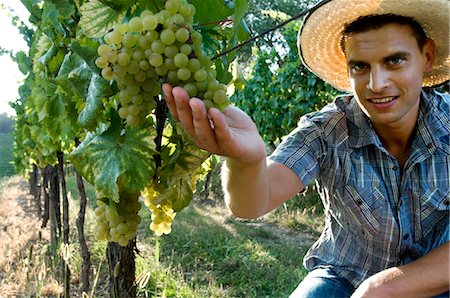 Young man in vineyard holding white grapes Foto de stock - Sin royalties Premium, Código: 644-03405439