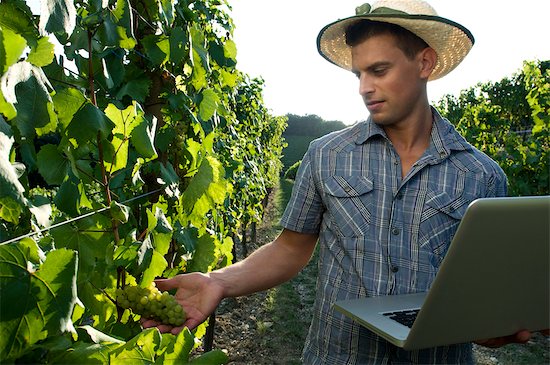 Young man in vineyard holding laptop Stock Photo - Premium Royalty-Free, Image code: 644-03405448