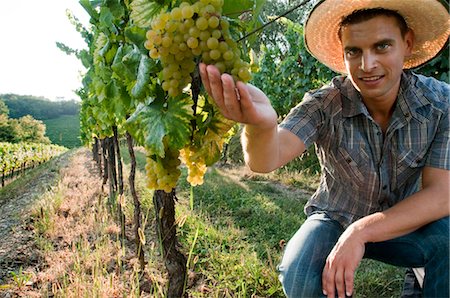 farmer with straw hat - Young man in vineyard holding white grapes Stock Photo - Premium Royalty-Free, Code: 644-03405440