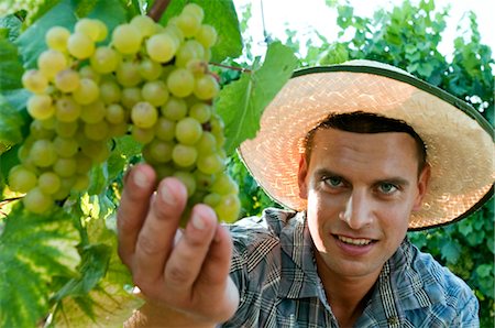 simsearch:644-03405480,k - Young man in vineyard holding white grapes Stock Photo - Premium Royalty-Free, Code: 644-03405441