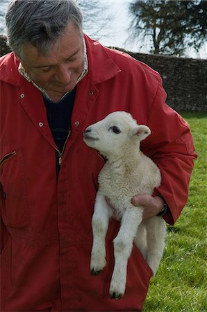 Farmer carrying lamb outdoors Foto de stock - Royalty Free Premium, Número: 649-04248496