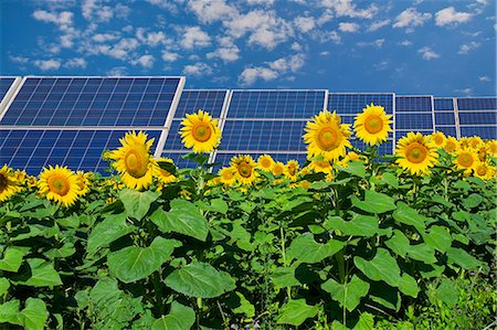 solar cell green - Solar panels in field of sunflowers Stock Photo - Premium Royalty-Free, Code: 649-04828004