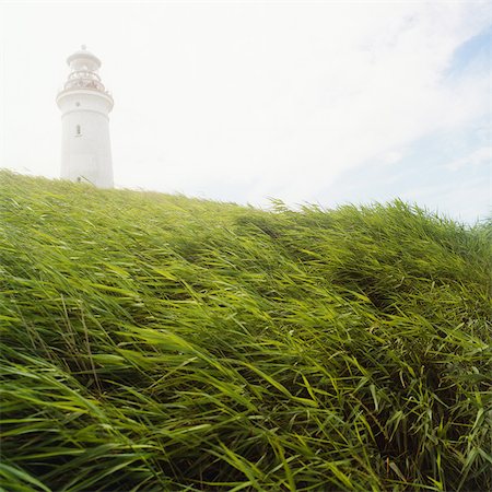 skagen - Long grass blowing in wind Foto de stock - Royalty Free Premium, Número: 649-04828327