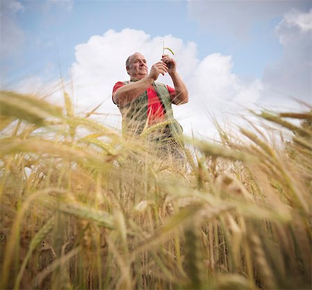 Farmer examining barley stalks in field Stock Photo - Premium Royalty-Free, Code: 649-05522242