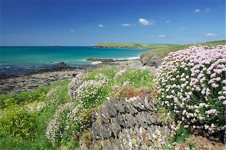 Flowers growing on rocky beach Stock Photo - Premium Royalty-Free, Code: 649-05522275