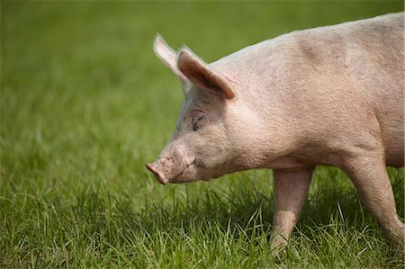 pig profile - Pig walking in grass Stock Photo - Premium Royalty-Free, Code: 649-05522657