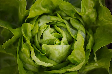 simsearch:649-06352854,k - Close up of head of butterhead lettuce Stock Photo - Premium Royalty-Free, Code: 649-05522661