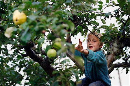 Boy picking fruit in tree Foto de stock - Sin royalties Premium, Código: 649-05555429