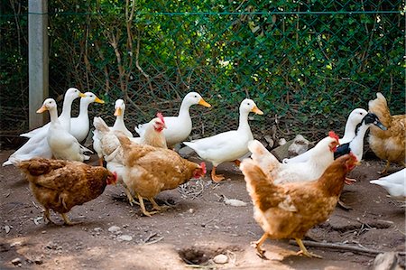 rebanar - Ducks and chickens walking on dirt path Foto de stock - Sin royalties Premium, Código: 649-05555494