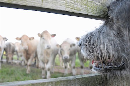 farm animals uk - Dog watching cows through fence Stock Photo - Premium Royalty-Free, Code: 649-05648907