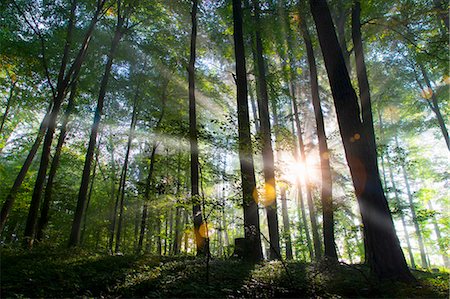 Sunbeams shining through forest Stock Photo - Premium Royalty-Free, Code: 649-05649129