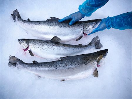 salmon top view - Fresh fish on bed of ice Stock Photo - Premium Royalty-Free, Code: 649-05649453