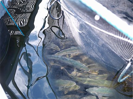 saumon (animal) - Poissons qui nagent en net Photographie de stock - Premium Libres de Droits, Code: 649-05649503