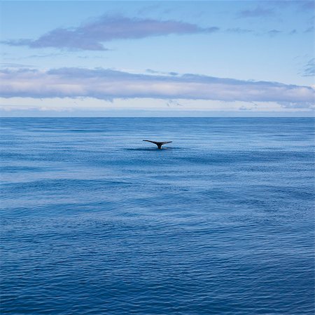 Whale's tail in still ocean Foto de stock - Sin royalties Premium, Código: 649-05657867