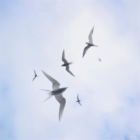 seagulls flying - Arctic sterns flying in cloudy sky Foto de stock - Sin royalties Premium, Código: 649-05657875