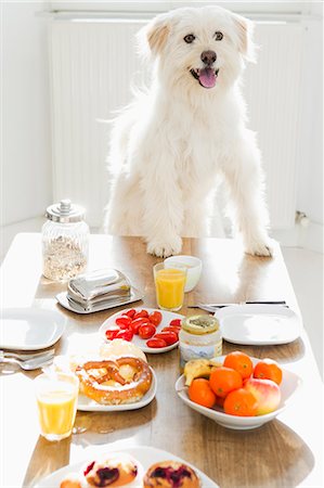 Chien assis à table Photographie de stock - Premium Libres de Droits, Code: 649-05801038