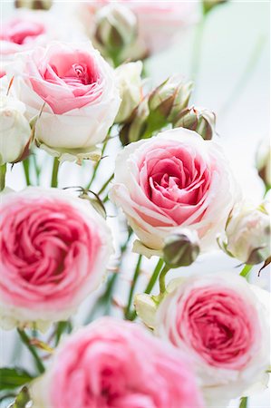 rosal - Close up of blooming pink roses Foto de stock - Sin royalties Premium, Código: 649-05801727