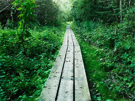 simsearch:649-06488947,k - Wooden walkway in lush forest Foto de stock - Sin royalties Premium, Código: 649-05801798