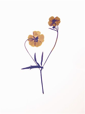 flower cutout - Close up of dried flower specimen Foto de stock - Sin royalties Premium, Código: 649-05801903