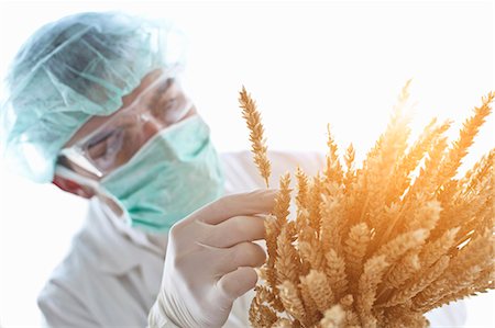 pflanzenstengel - Scientist examining stalks of wheat Foto de stock - Sin royalties Premium, Código: 649-05802363