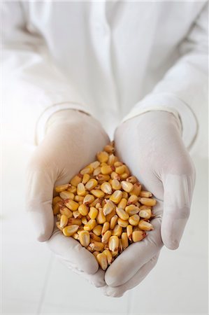 Scientist with handful of corn kernels Stock Photo - Premium Royalty-Free, Code: 649-05802372