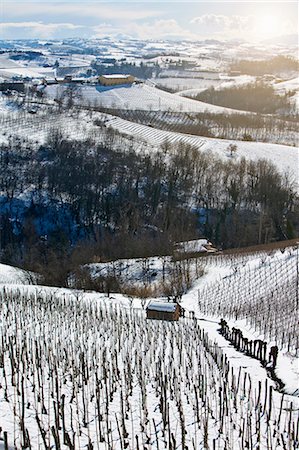 Trees growing on snowy rural hillside Foto de stock - Sin royalties Premium, Código: 649-05802395