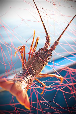 Lobster caught in fishing net Fotografie stock - Premium Royalty-Free, Codice: 649-05819606