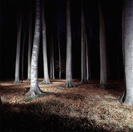 forest light - Arbres dans la forêt éclairée la nuit Photographie de stock - Premium Libres de Droits, Code: 649-05820040