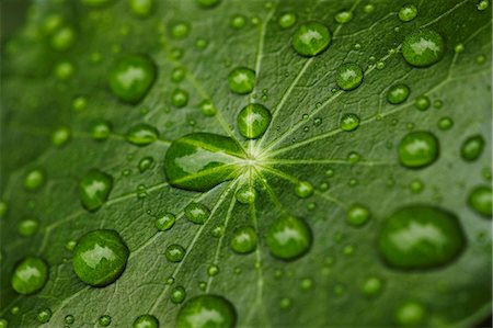 rain droplets - Close up of water droplets on leaf Stock Photo - Premium Royalty-Free, Code: 649-05820772