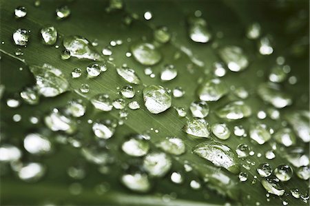 Close up of water droplets on leaf Stock Photo - Premium Royalty-Free, Code: 649-05820786