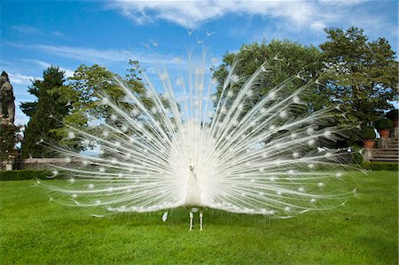 fanned out - White peacock standing in meadow Stock Photo - Premium Royalty-Free, Code: 649-05821345