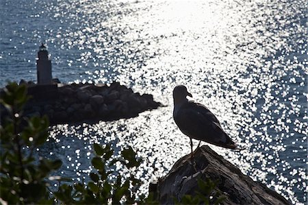 seagull looking down - Seagull perched on coastline rock Stock Photo - Premium Royalty-Free, Code: 649-05821370